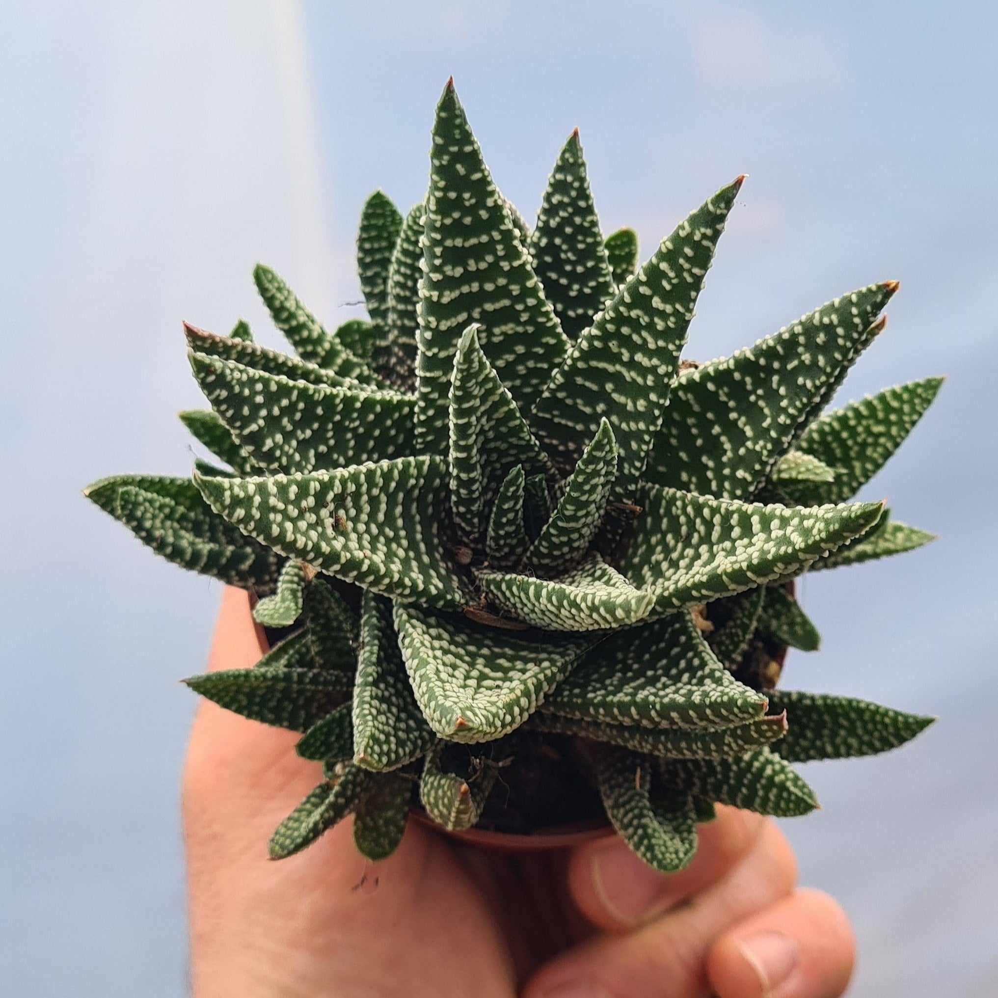 royal albert succulent Haworthia pumila – Coastal Succulents, Cacti & Alpines