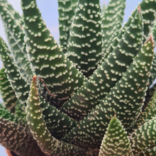 Load image into Gallery viewer, Haworthia pumila