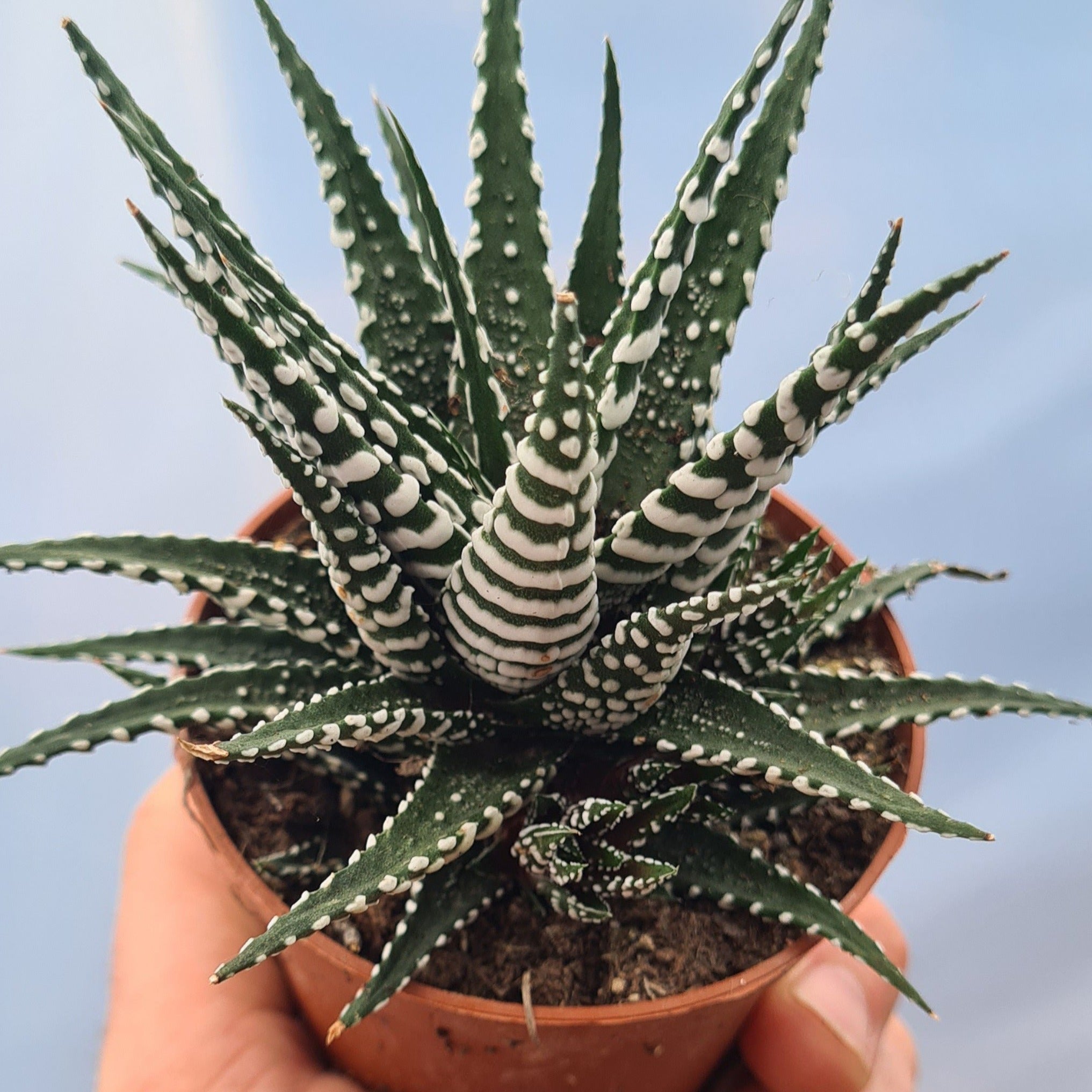 big band succulent Haworthia fasciata 'Big Band'