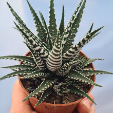 Load image into Gallery viewer, Haworthia fasciata 'Big Band'
