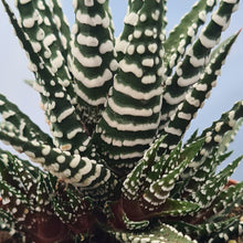 Load image into Gallery viewer, Haworthia fasciata 'Big Band'