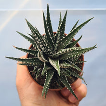 Load image into Gallery viewer, Haworthia fasciata 'Big Band'