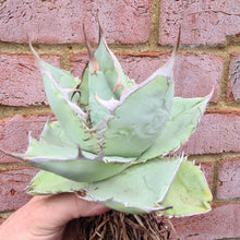 Load image into Gallery viewer, Agave titanota 'White Ice'