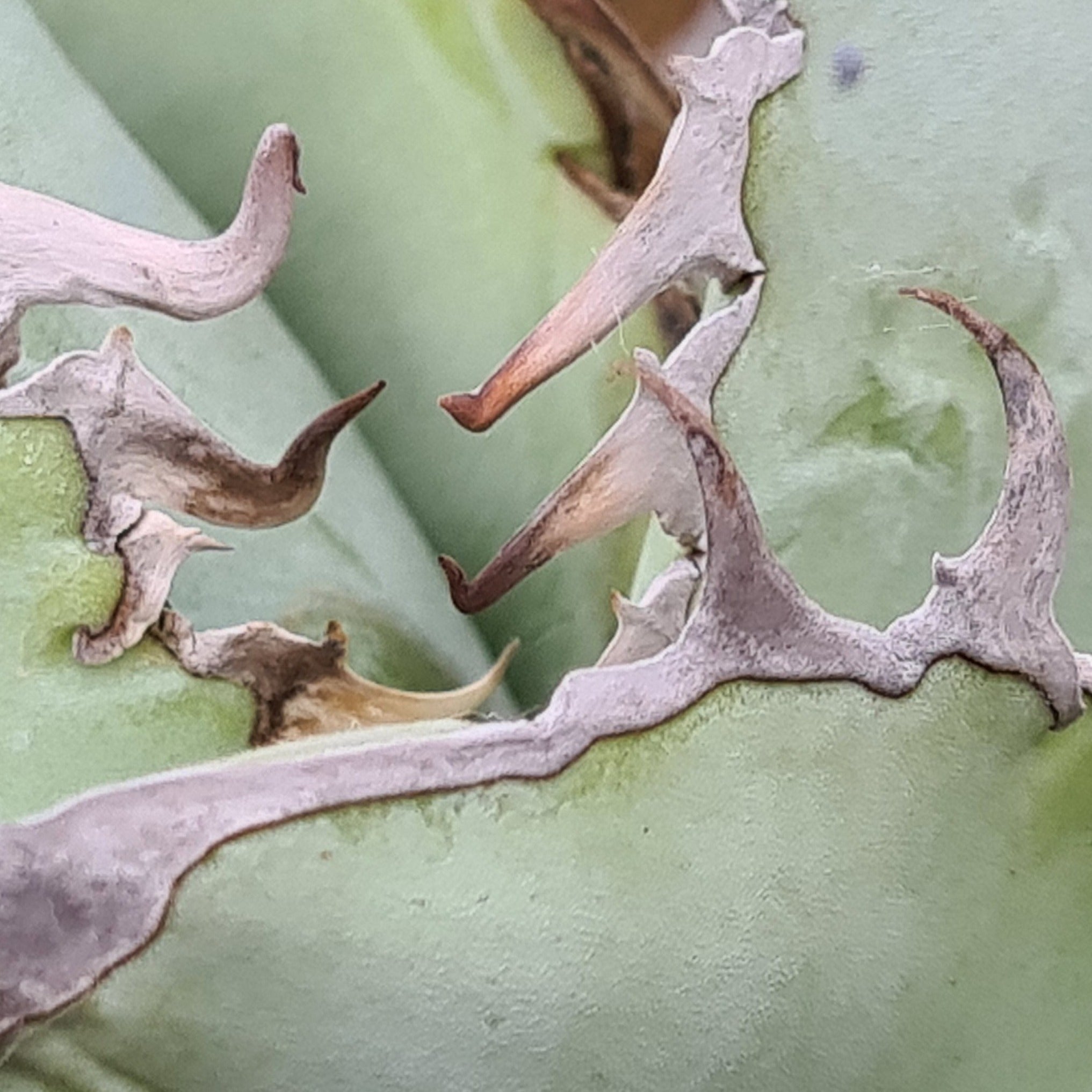 Agave titanota 'White Ice' – Coastal Succulents, Cacti & Alpines