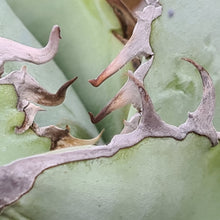 Load image into Gallery viewer, Agave titanota 'White Ice'