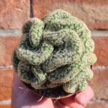 Load image into Gallery viewer, Mammillaria elongata 'cristata'