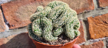 Load image into Gallery viewer, Mammillaria elongata 'cristata'