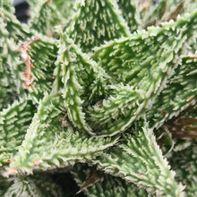 Load image into Gallery viewer, Aloe 'Sugar Crystal'