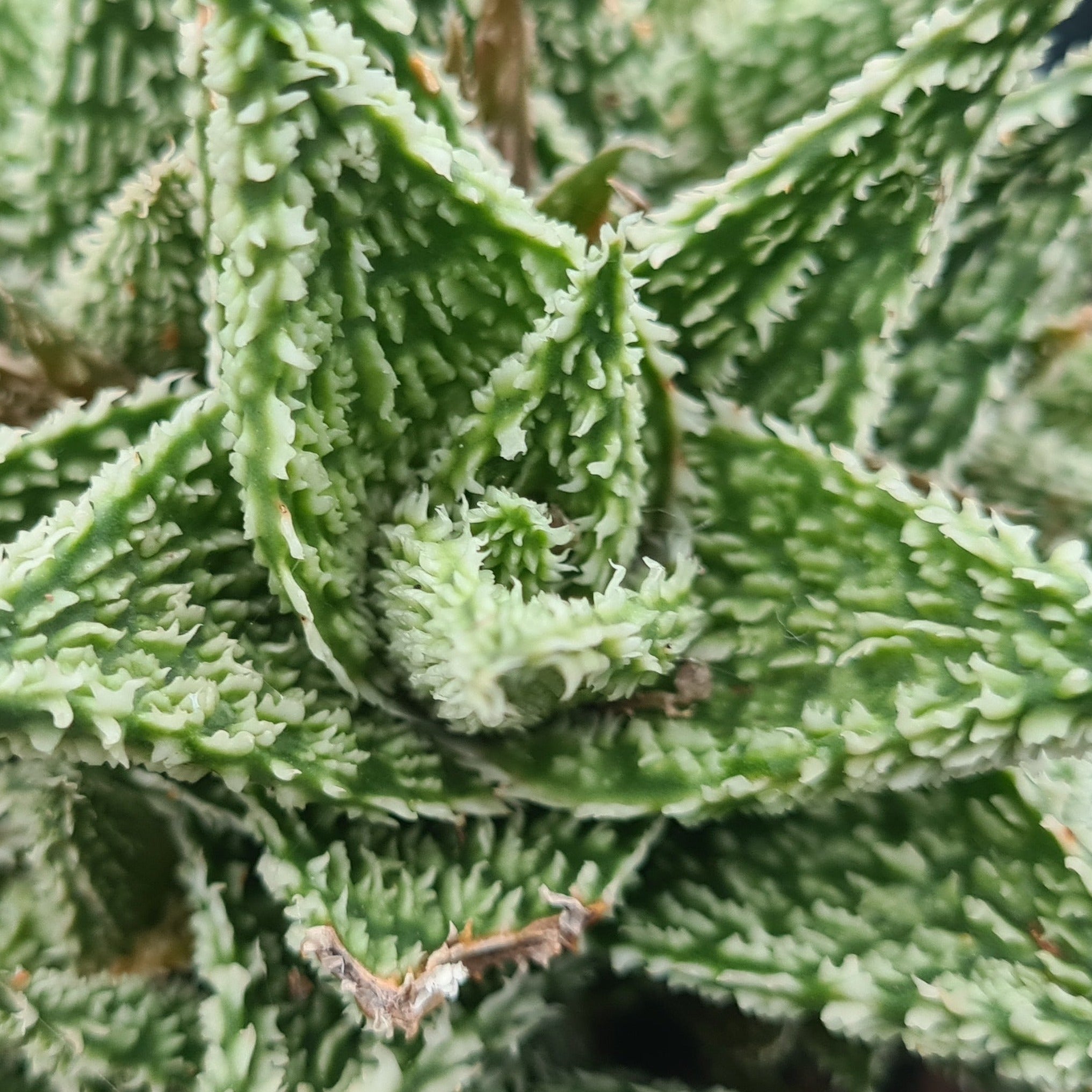 sugar on aloe vera plant Aloe 'Sugar Crystal'