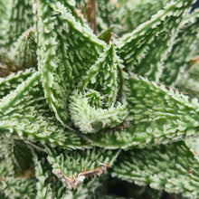 Load image into Gallery viewer, Aloe 'Sugar Crystal'