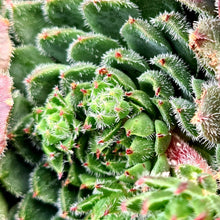 Load image into Gallery viewer, Echeveria 'Scorpio'