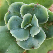 Load image into Gallery viewer, Echeveria 'Blondie'