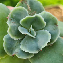 Load image into Gallery viewer, Echeveria 'Blondie'