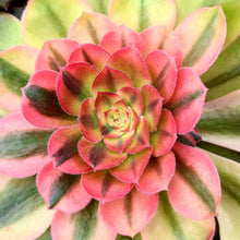 Load image into Gallery viewer, Aeonium 'Athena'