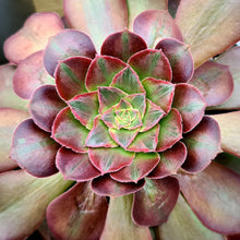 Load image into Gallery viewer, Aeonium 'Athena'