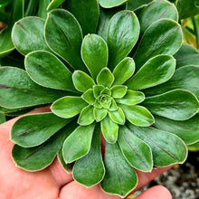 Load image into Gallery viewer, Aeonium arboreum var. rubrolineatum