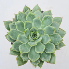 Load image into Gallery viewer, Echeveria californica