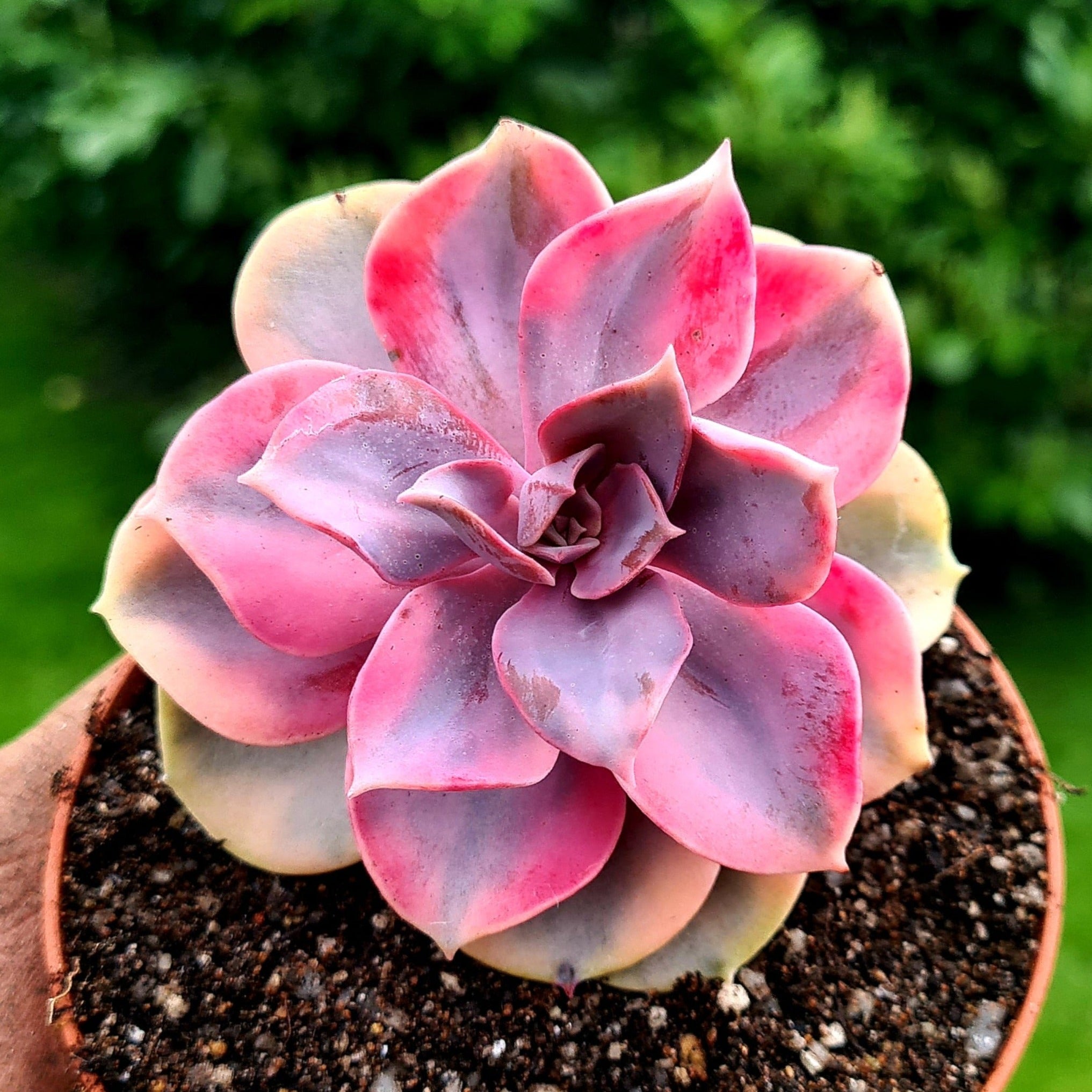 rainbow succulent plant Echeveria 'Rainbow'