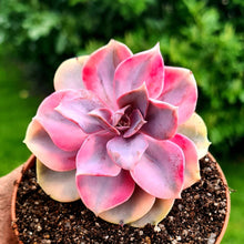 Load image into Gallery viewer, Echeveria 'Rainbow'