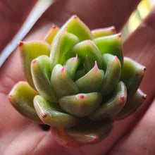 Load image into Gallery viewer, Echeveria 'Goliath'