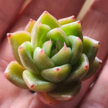 Load image into Gallery viewer, Echeveria 'Goliath'