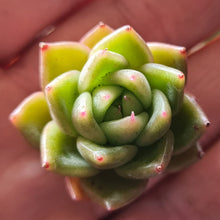Load image into Gallery viewer, Echeveria 'Goliath'