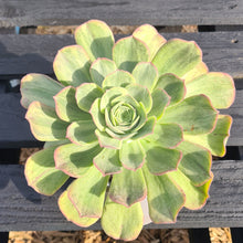 Load image into Gallery viewer, Aeonium 'Orion'