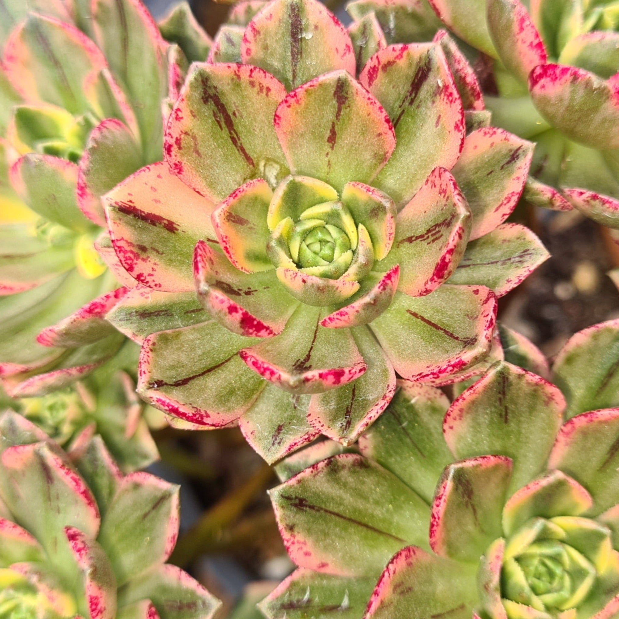 green tea for succulents Aeonium 'Green Tea'