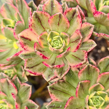 Load image into Gallery viewer, Aeonium 'Green Tea'