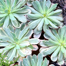 Load image into Gallery viewer, Echeveria hoveyi variegata