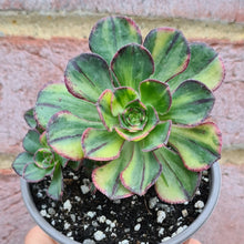 Load image into Gallery viewer, Aeonium 'Red Edge' (variegated Form)