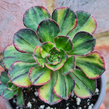 Load image into Gallery viewer, Aeonium 'Red Edge' (variegated Form)