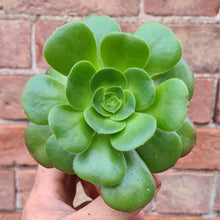 Load image into Gallery viewer, Aeonium arboreum v. magnificum