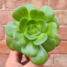 Load image into Gallery viewer, Aeonium arboreum v. magnificum