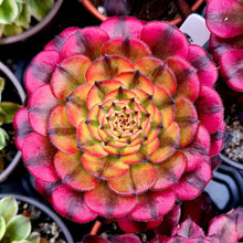 Load image into Gallery viewer, Aeonium 'Meiya'