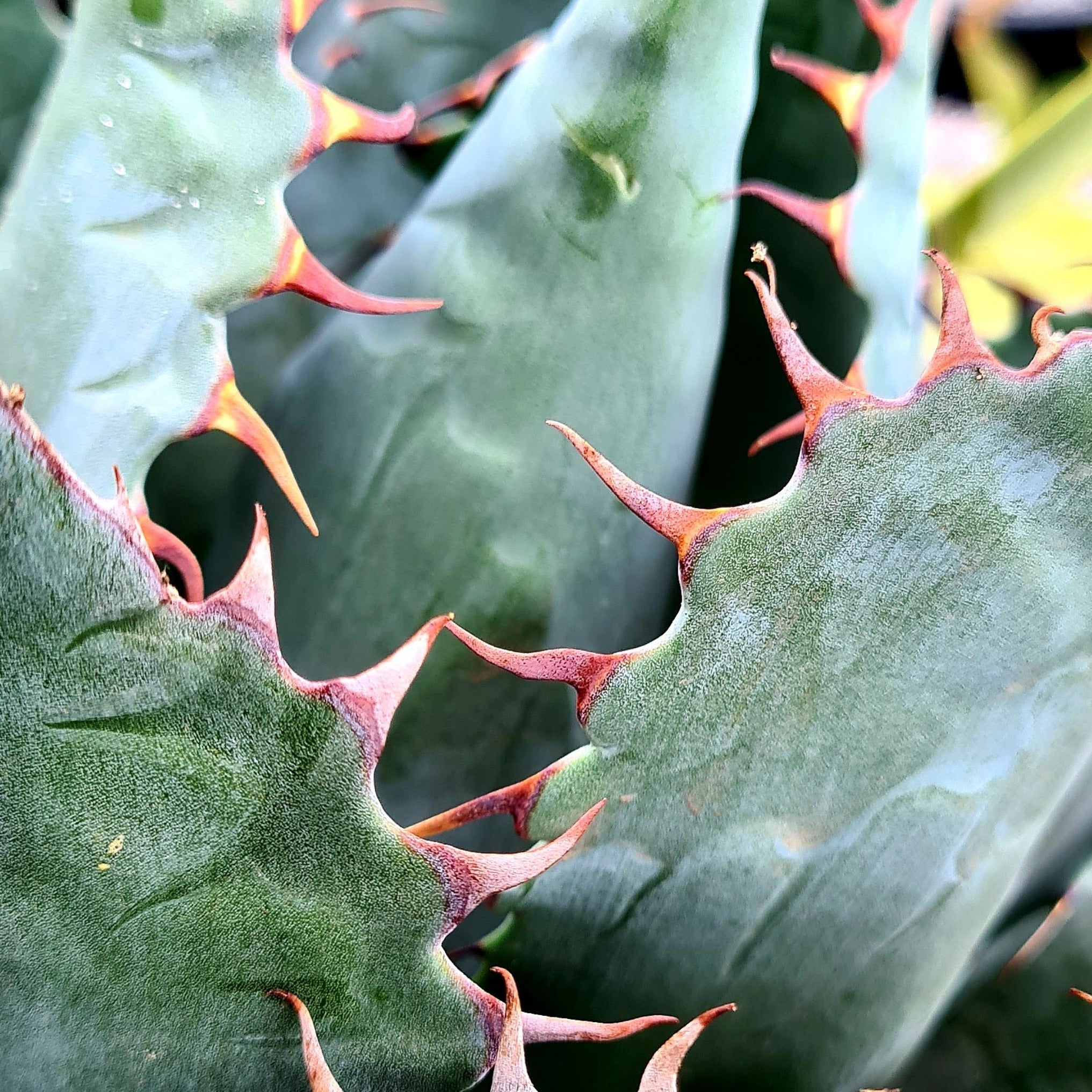 Agave parrasanna 'Meat Claw'