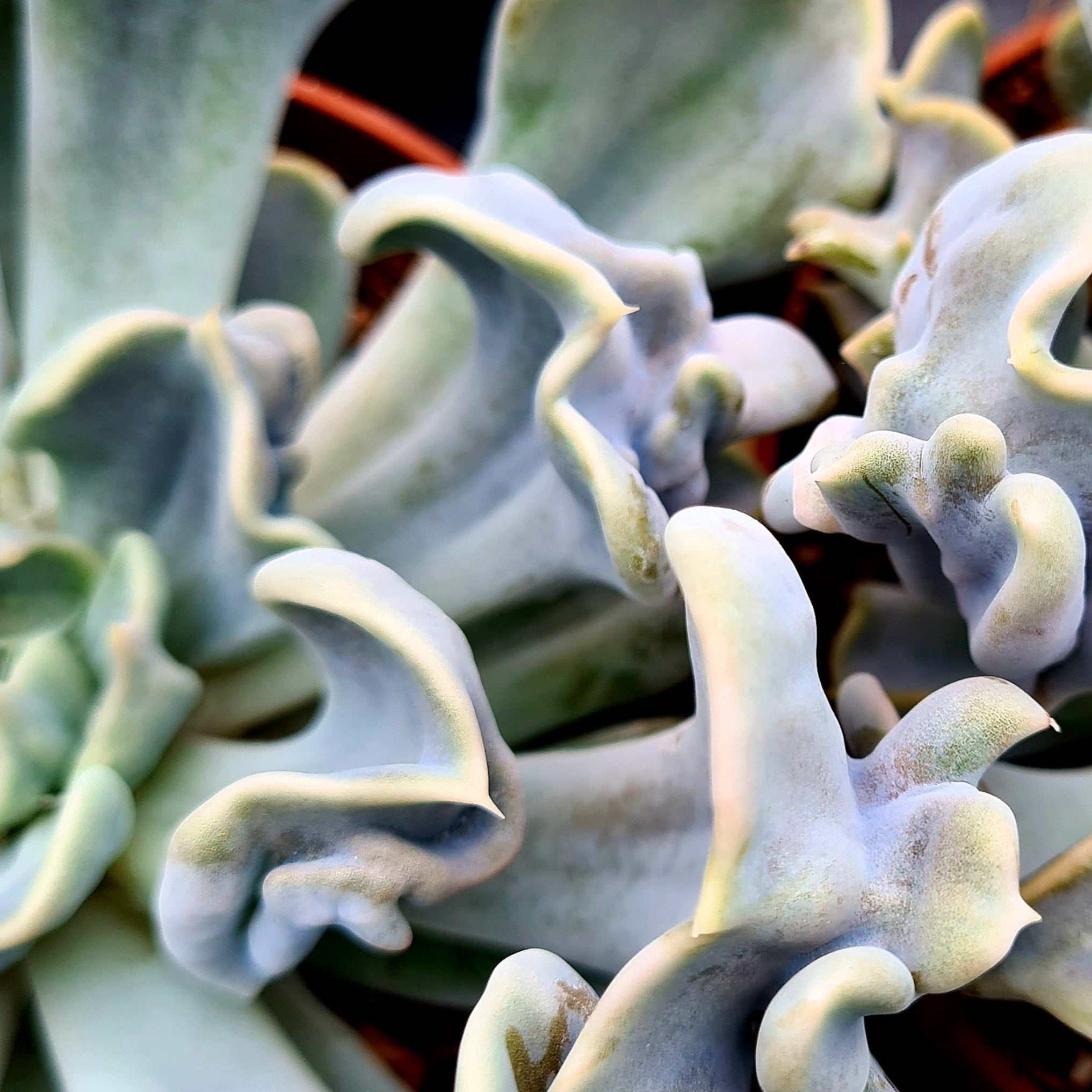 thriller succulents Echeveria lilicina 'Thriller Pearl'