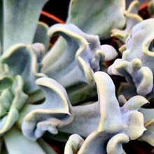 Load image into Gallery viewer, Echeveria lilicina 'Thriller Pearl'