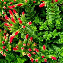 Load image into Gallery viewer, Crassula coccinea