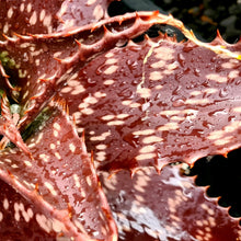 Load image into Gallery viewer, Aloe maculata 'Giant Form'