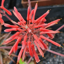 Load image into Gallery viewer, Aloe maculata 'Giant Form'