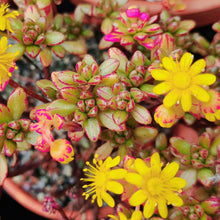 Load image into Gallery viewer, Aeonium x loartei