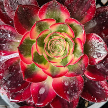 Load image into Gallery viewer, Aeonium 'Cornish Rose' Variegated form