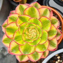 Load image into Gallery viewer, Aeonium 'Halloween' Variegated (White Form)