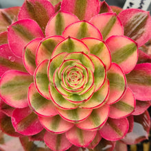 Load image into Gallery viewer, Aeonium 'Halloween' Variegated (White Form)