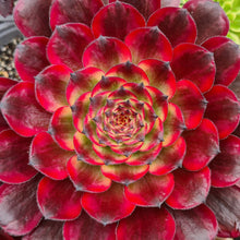 Load image into Gallery viewer, Aeonium 'Purple Cloud'