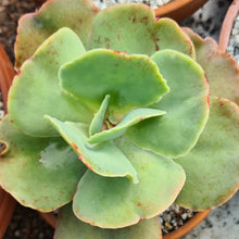 Load image into Gallery viewer, Echeveria 'Blondie'
