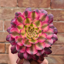 Load image into Gallery viewer, Aeonium 'Hongyan'
