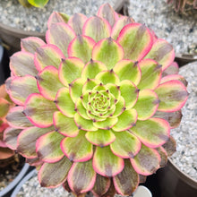 Load image into Gallery viewer, Aeonium 'Pink Daisy'