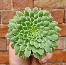 Load image into Gallery viewer, Aeonium 'Emerald Ice'